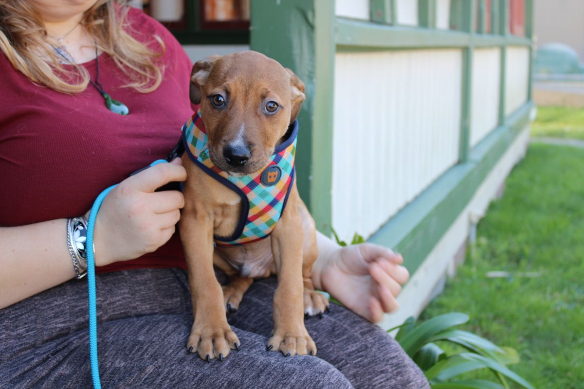 Gallery image: Guppy