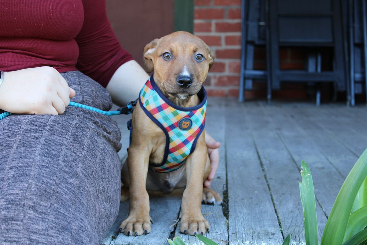 Gallery image: Guppy