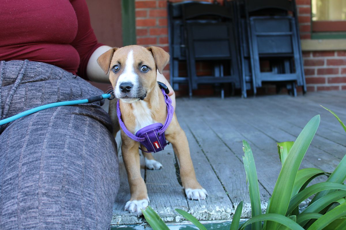 Gallery image: Minnow