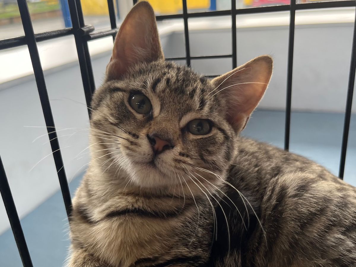 Gallery image: Rebel