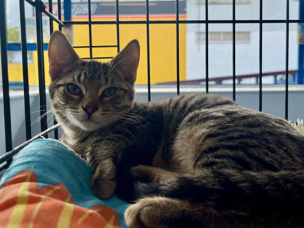 Gallery image: Rebel