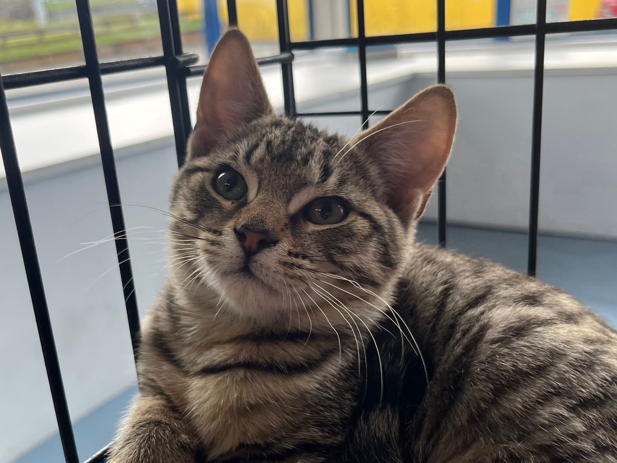 Gallery image: Rebel