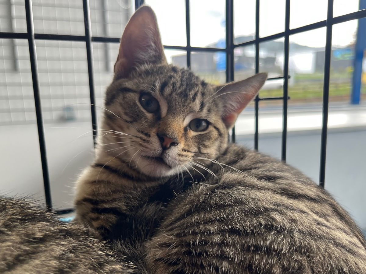 Gallery image: Rebel