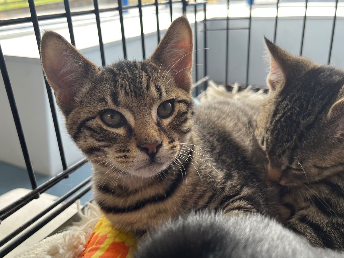 Gallery image: Rocky