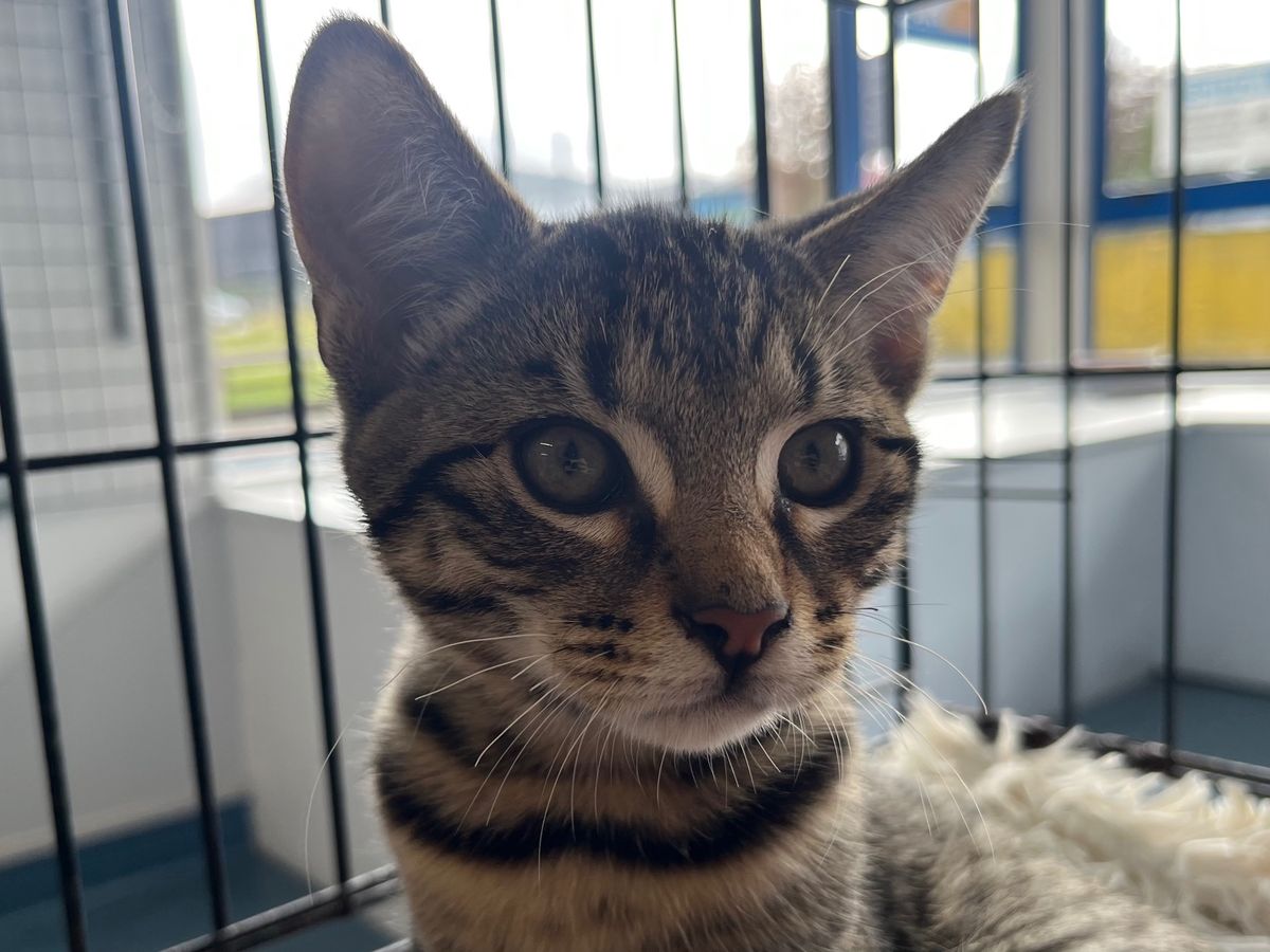 Gallery image: Rocky