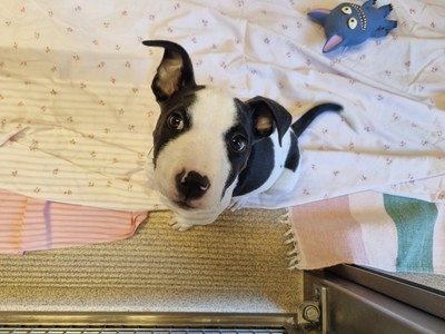 Panda - Bull Terrier