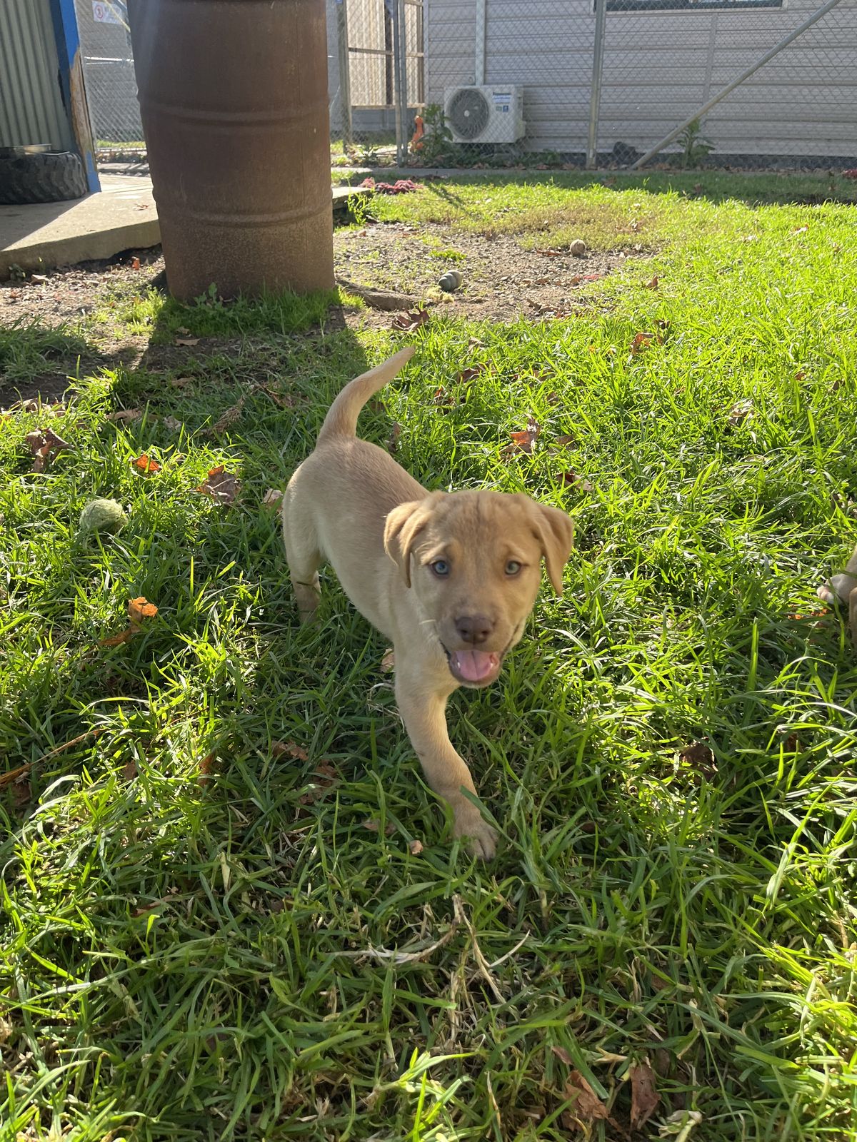 Gallery image: Hazel