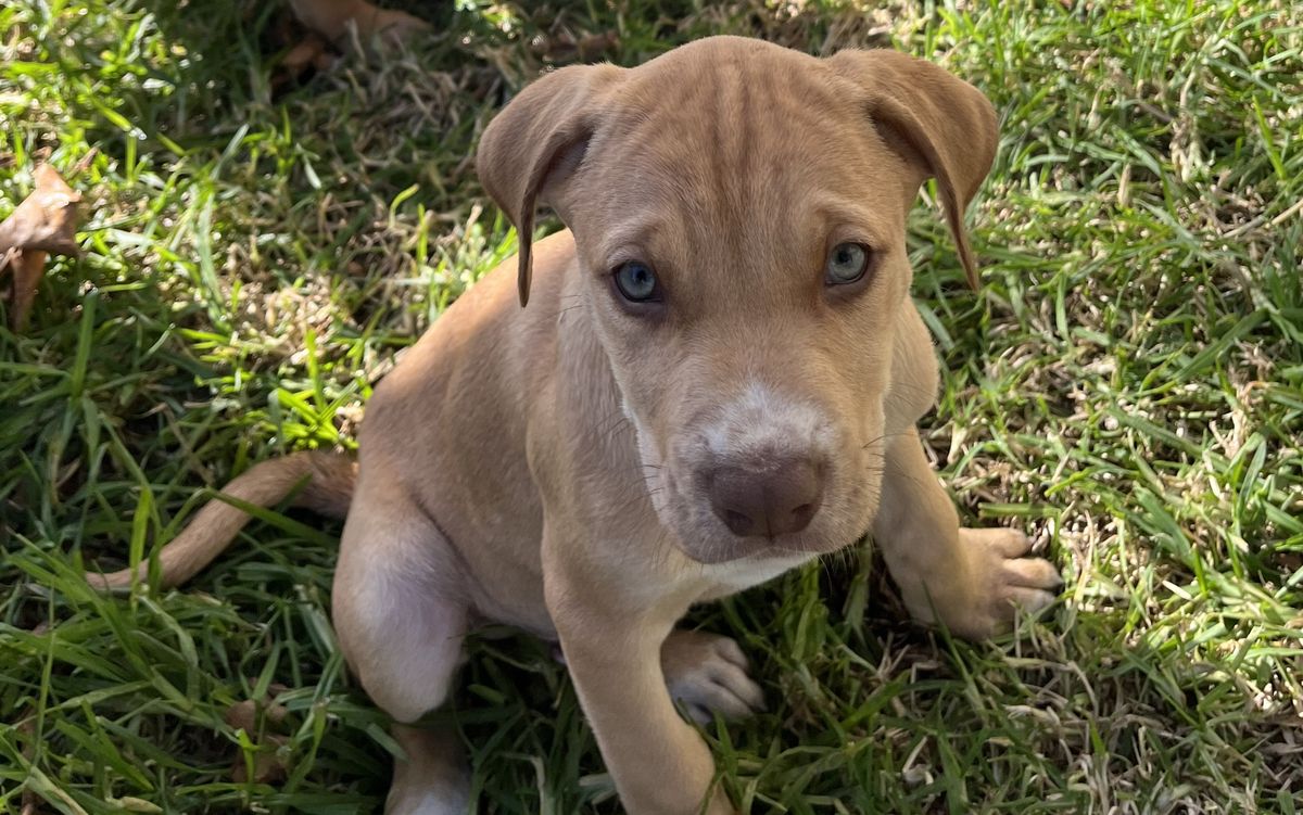 Gallery image: Hershey