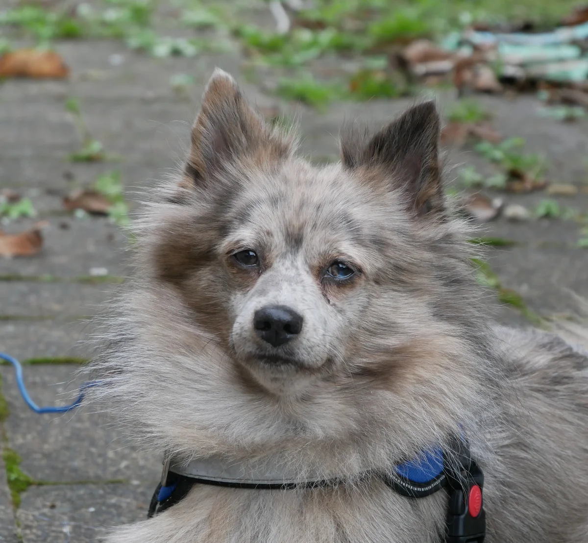 Gallery image: Meka