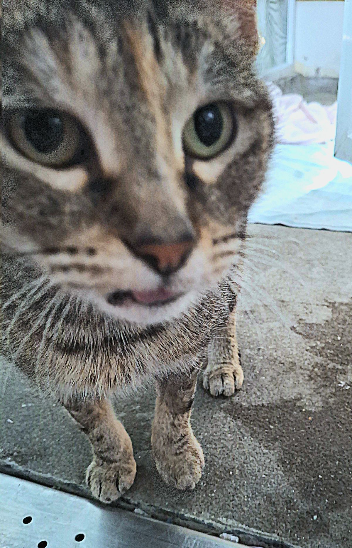 Gallery image: Whiskers