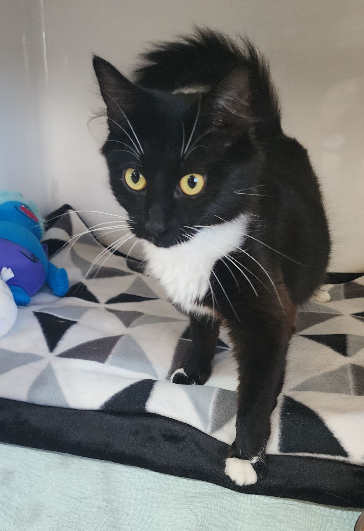 Gallery image: Polly