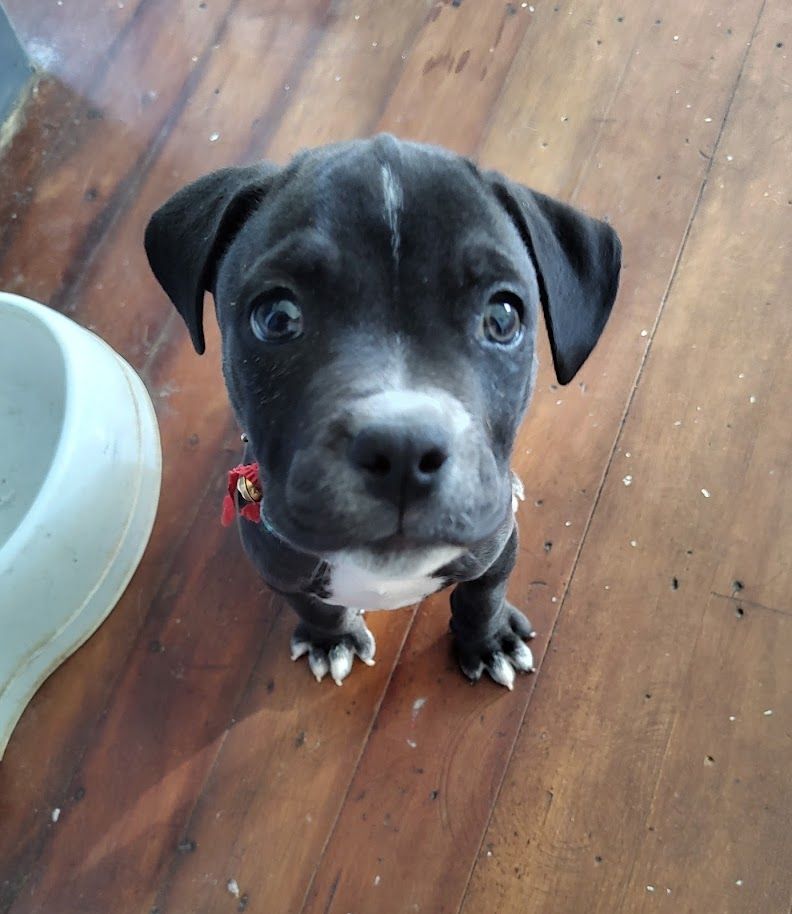 Gallery image: Pocket Button