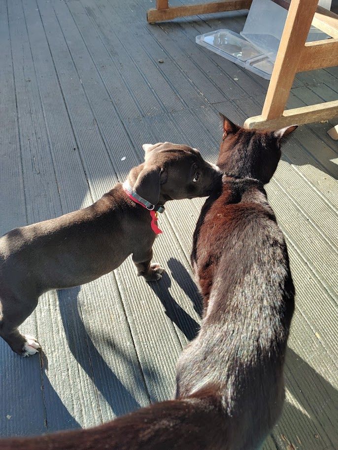 Gallery image: Pocket Button