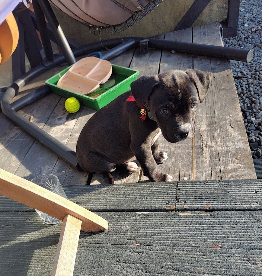 Gallery image: Pocket Button