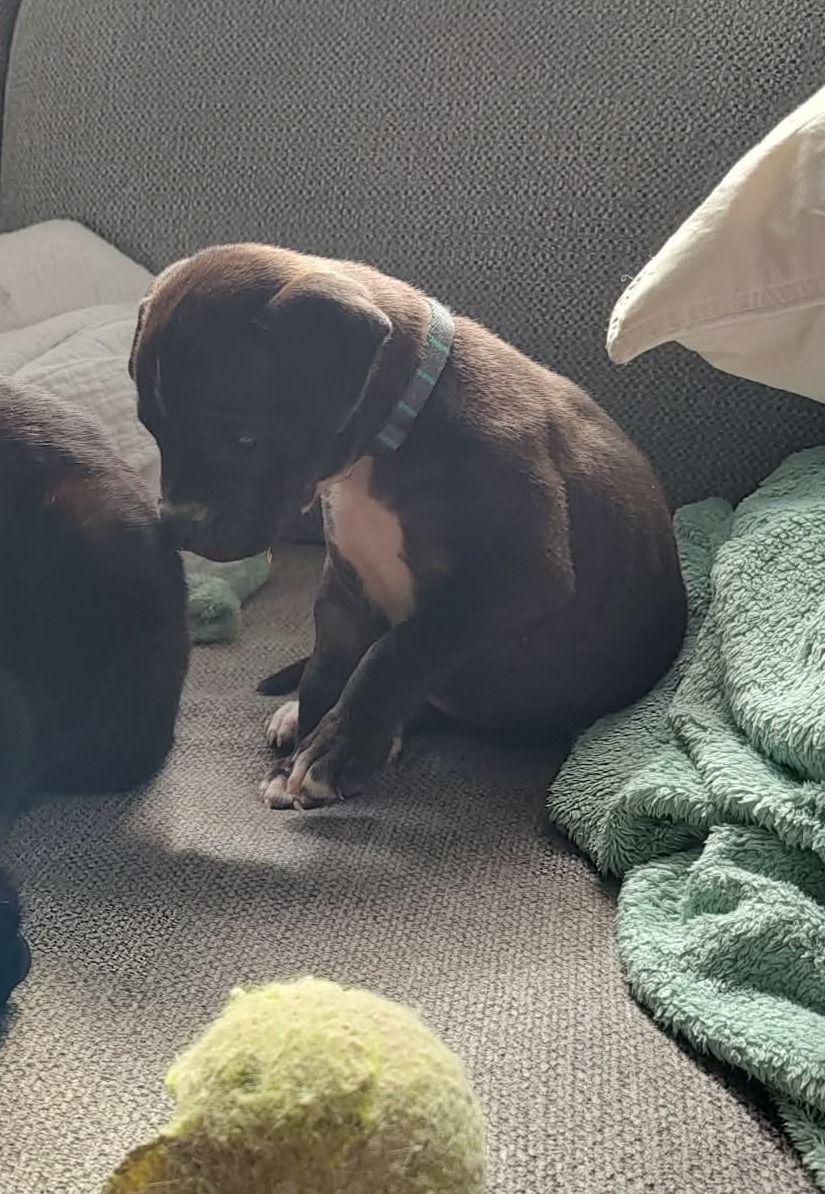 Gallery image: Pocket Button