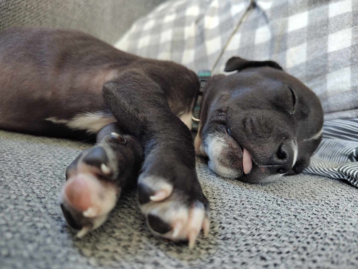 Gallery image: Pocket Button