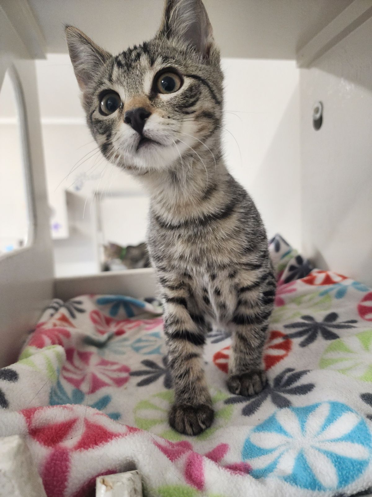 Gallery image: Felix