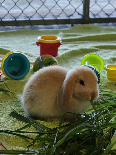 Gingernut - Mini Lop