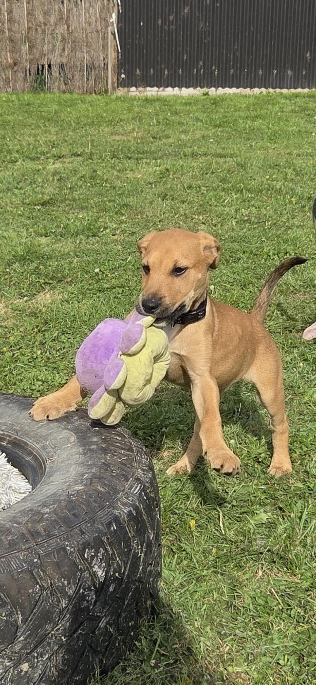 Gallery image: Whiskey