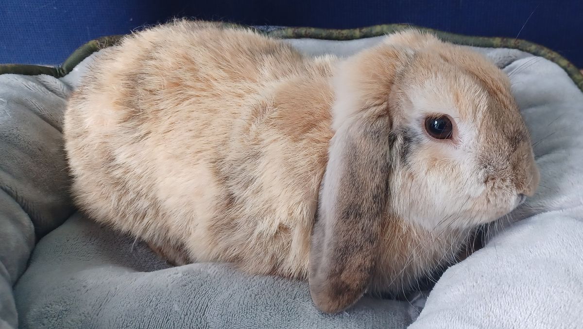 Gallery image: Harris