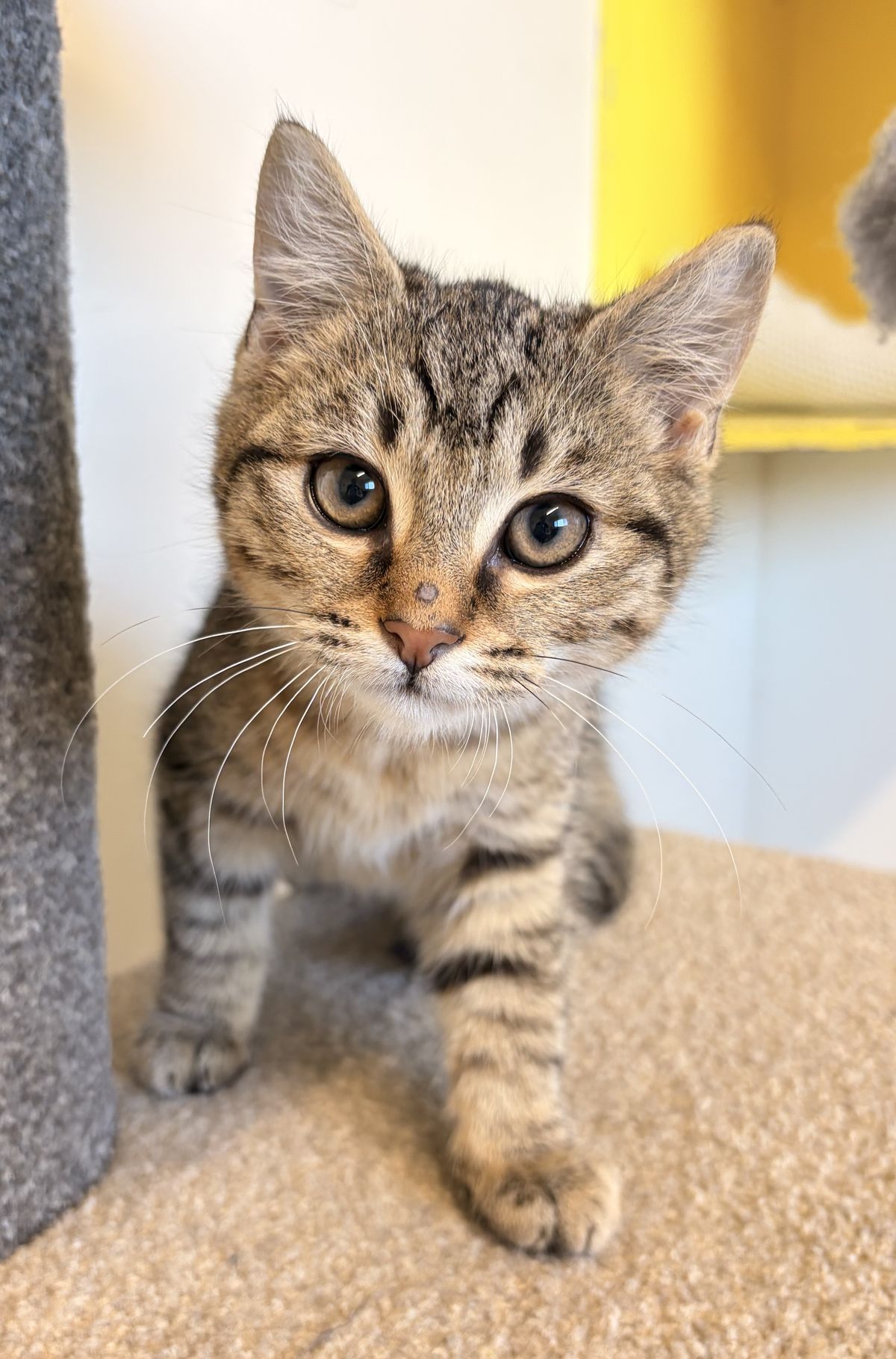 Gallery image: Hickory