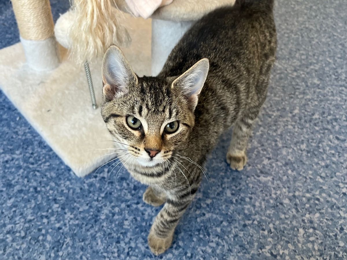 Gallery image: Rebel