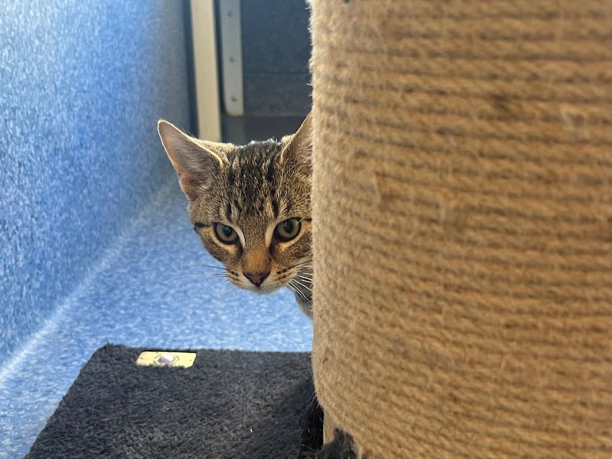 Gallery image: Rebel