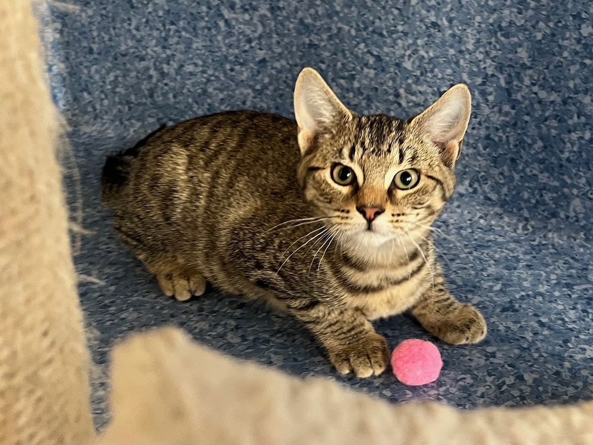 Gallery image: Rebel