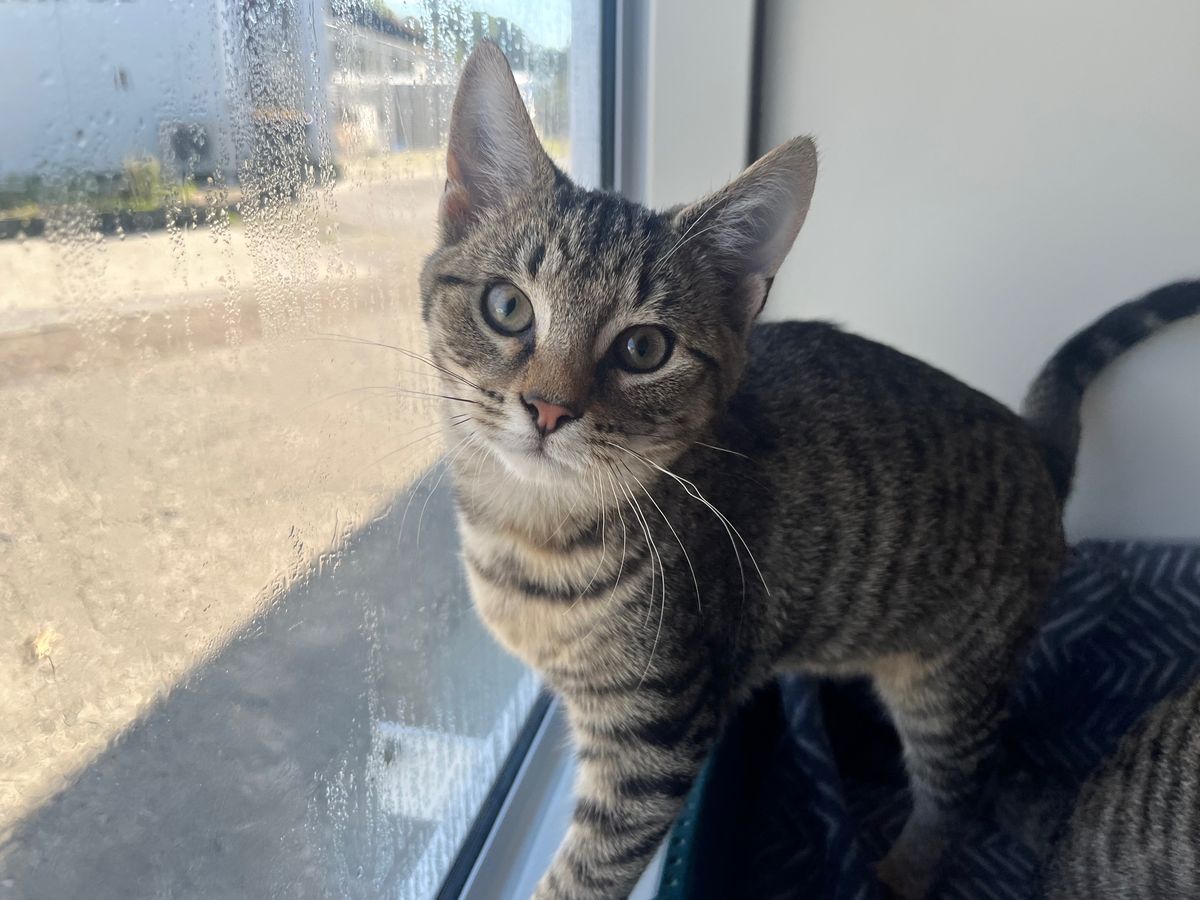 Gallery image: Rebel