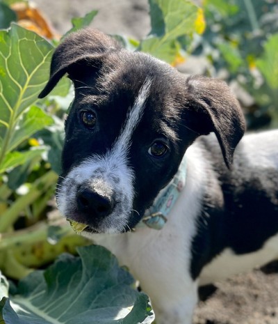 Chandler - Medium Cross Breed