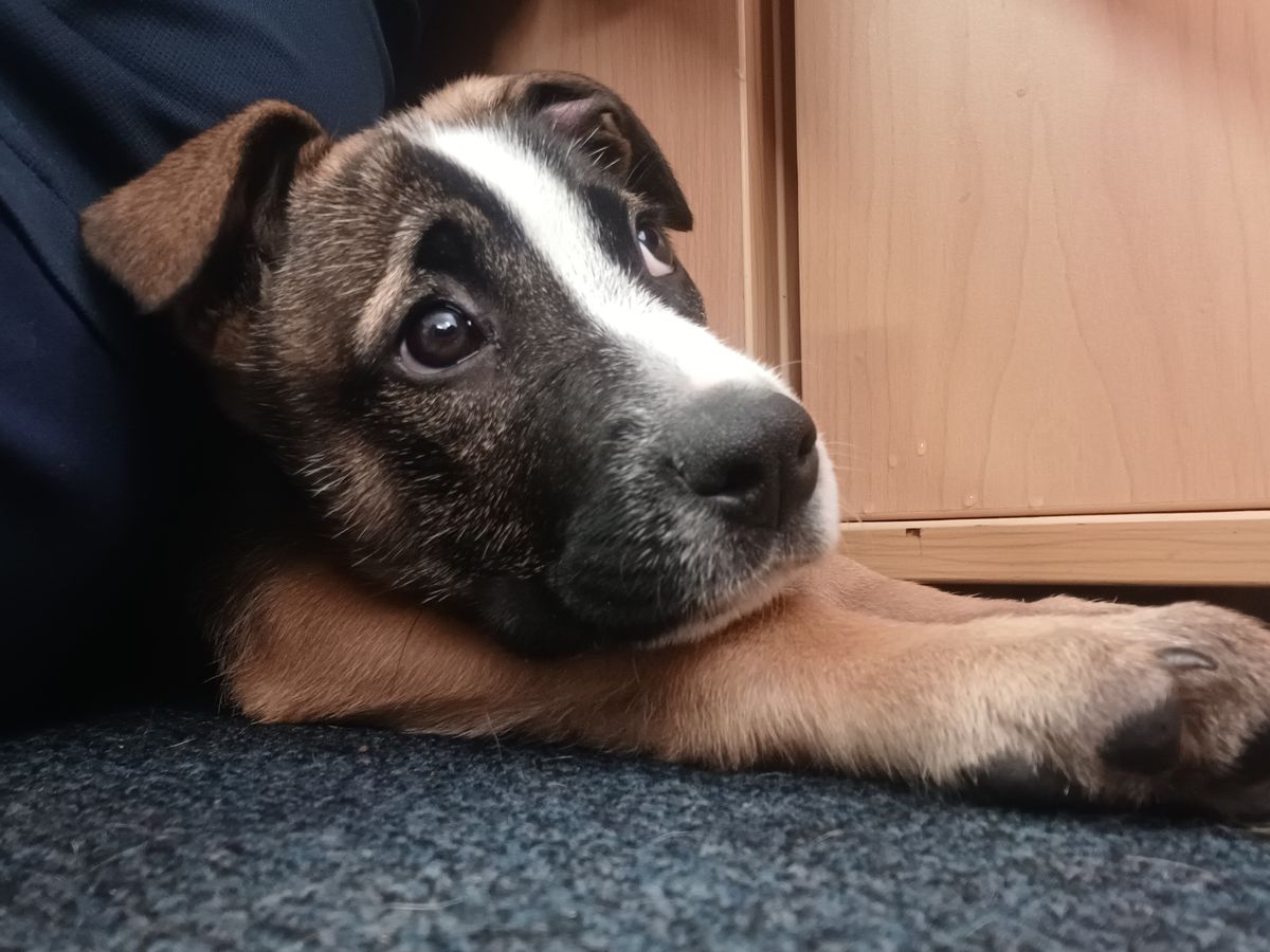 Gallery image: Poppy