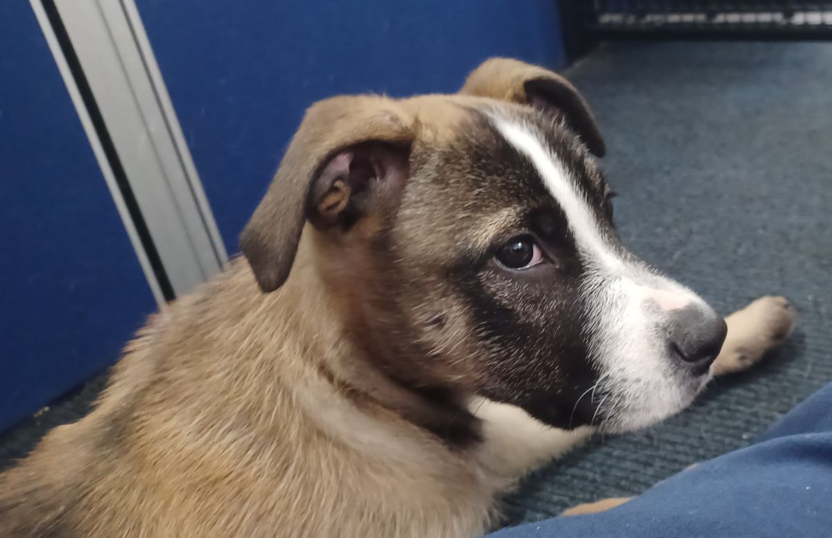 Gallery image: Poppy