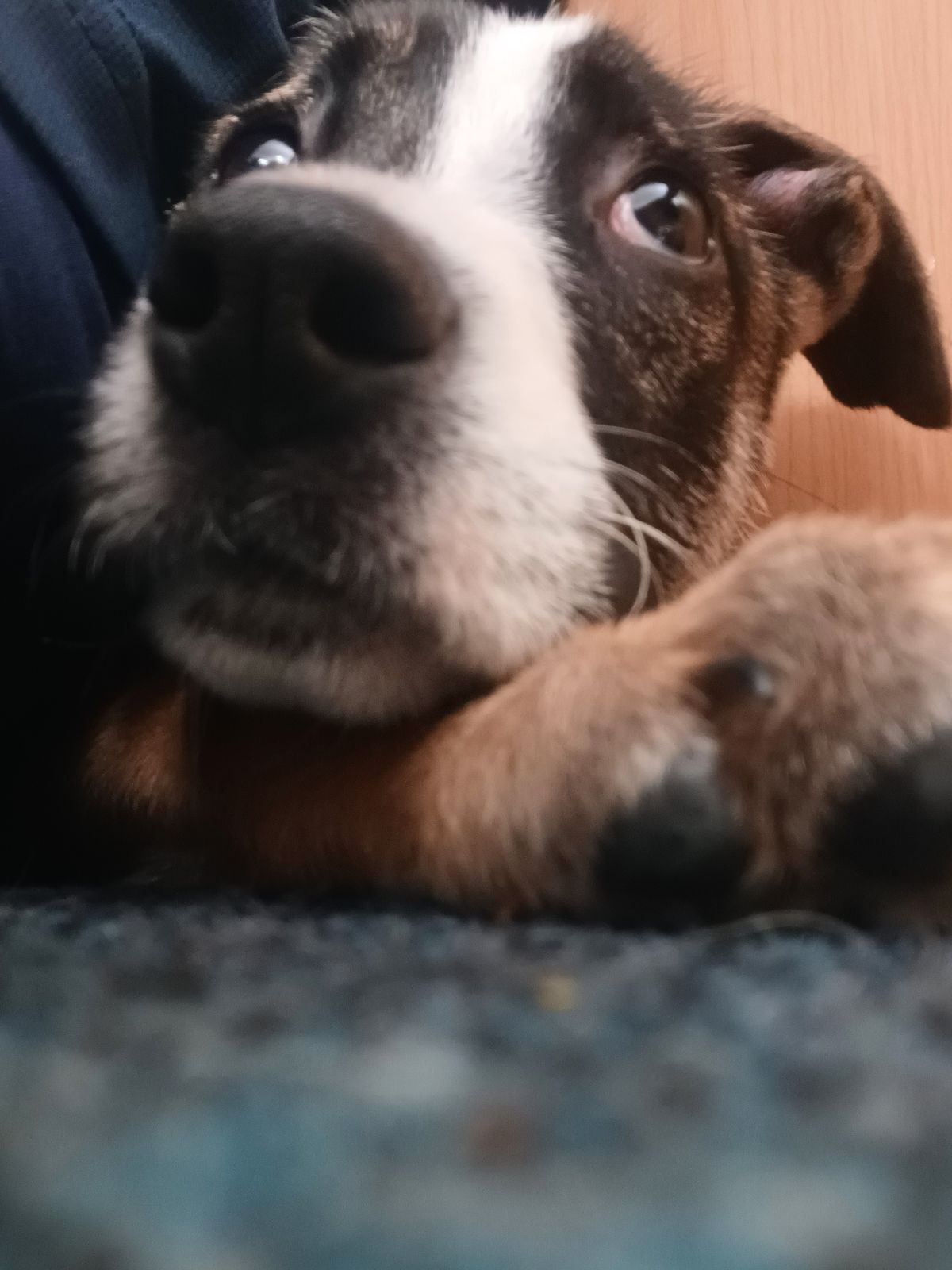 Gallery image: Poppy