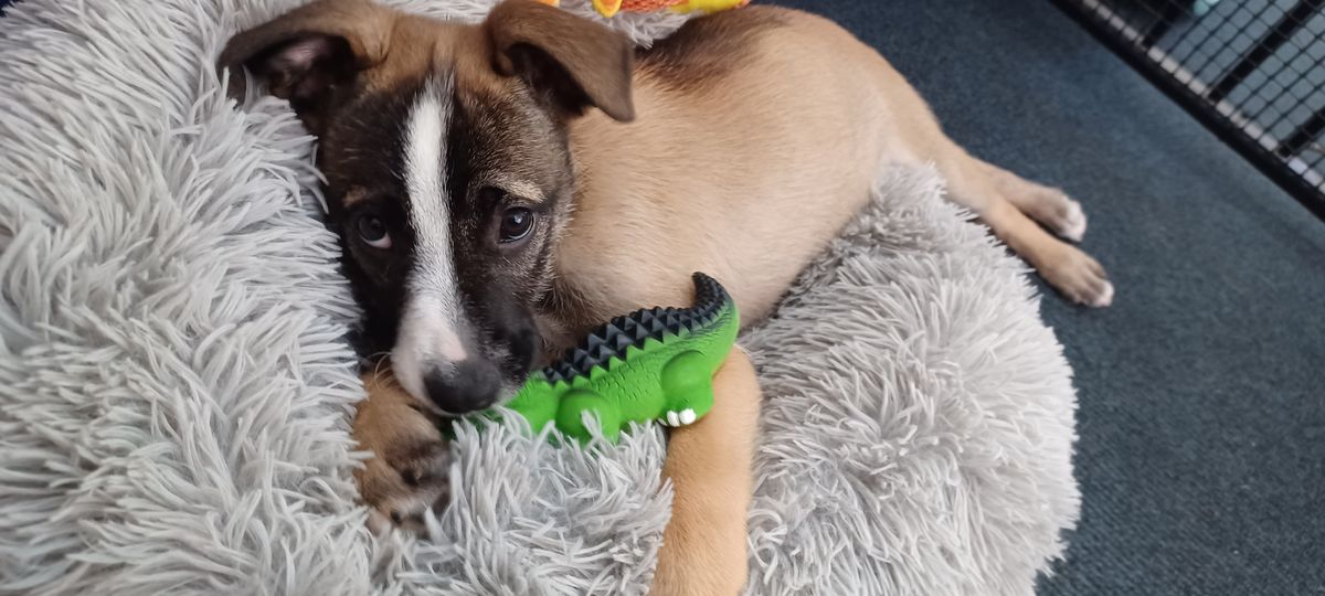 Gallery image: Poppy