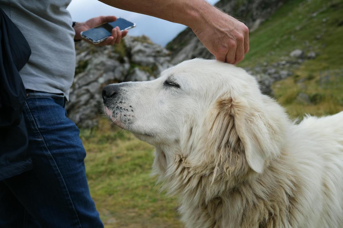 Hind dew claws are more common in some dog breeds and some - like the Great Pyrenees - typically have two hind dew claws!