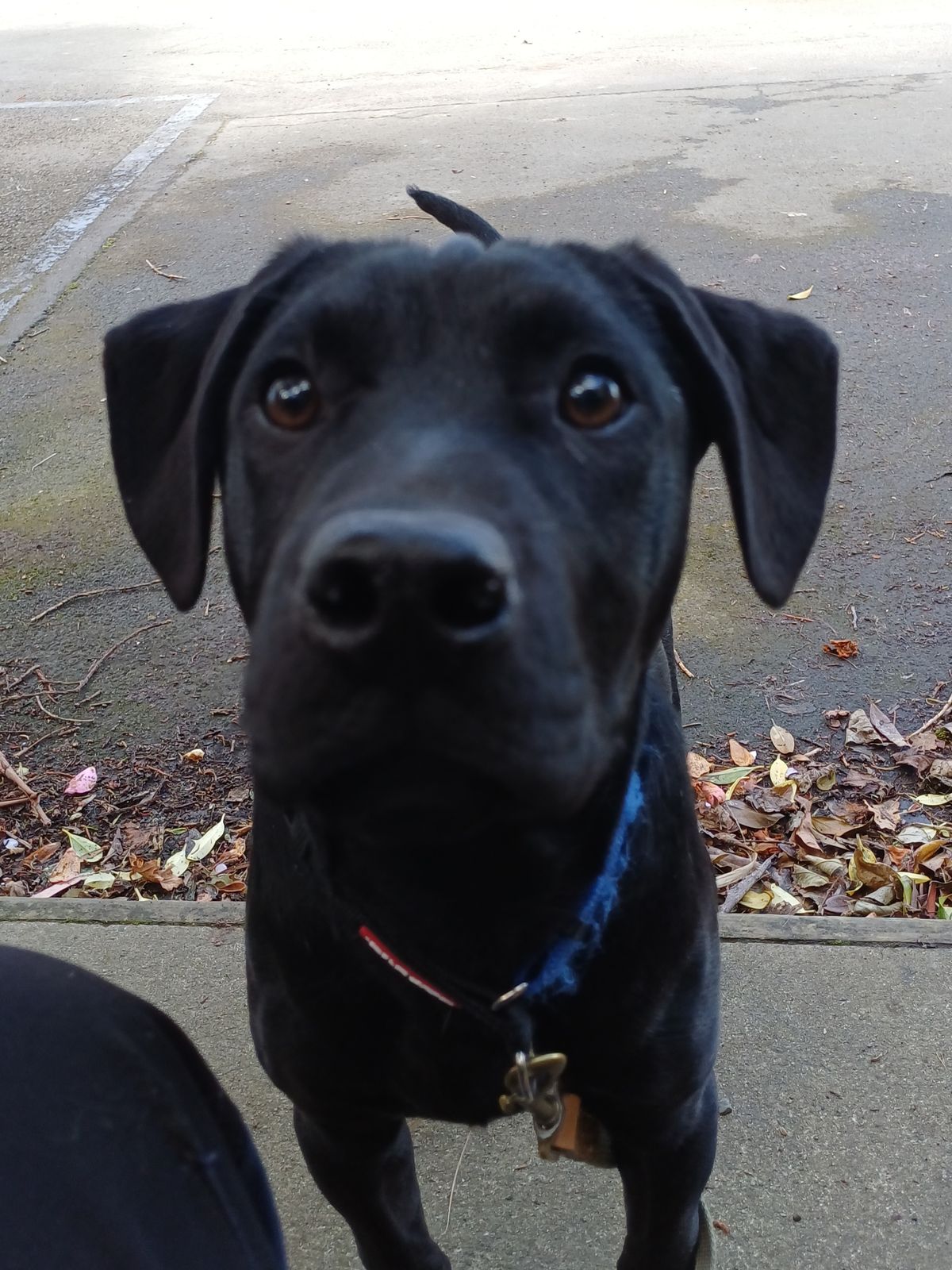 Gallery image: Biskit