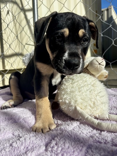 Ezra  - Medium Cross Breed