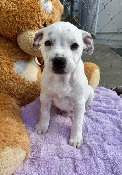 Opal  - Medium Cross Breed