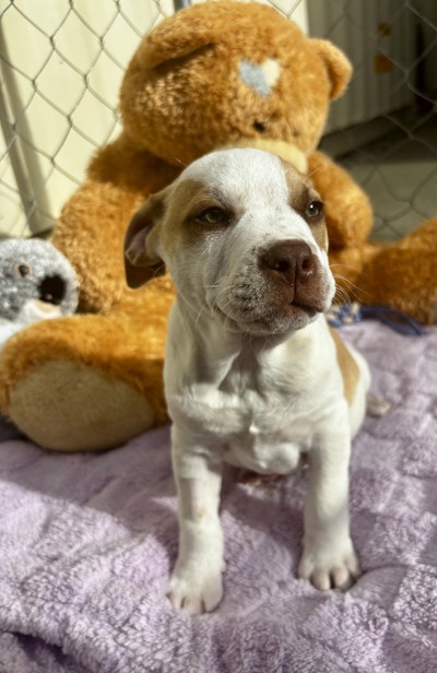 Selena  - Medium Cross Breed