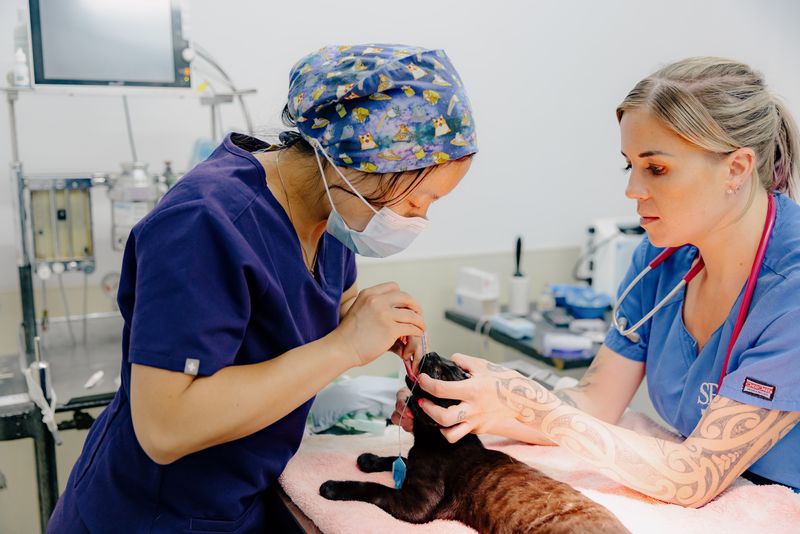 Partner with the Trusted Animal Charity in New Zealand