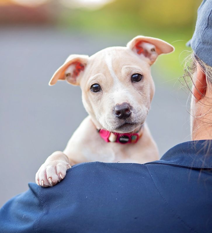 A world where all animals are respected and treated with kindness