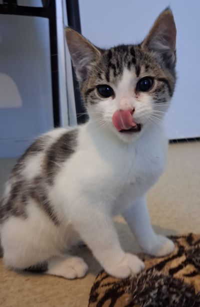 Meow Meow