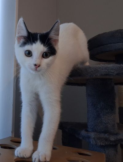Nala