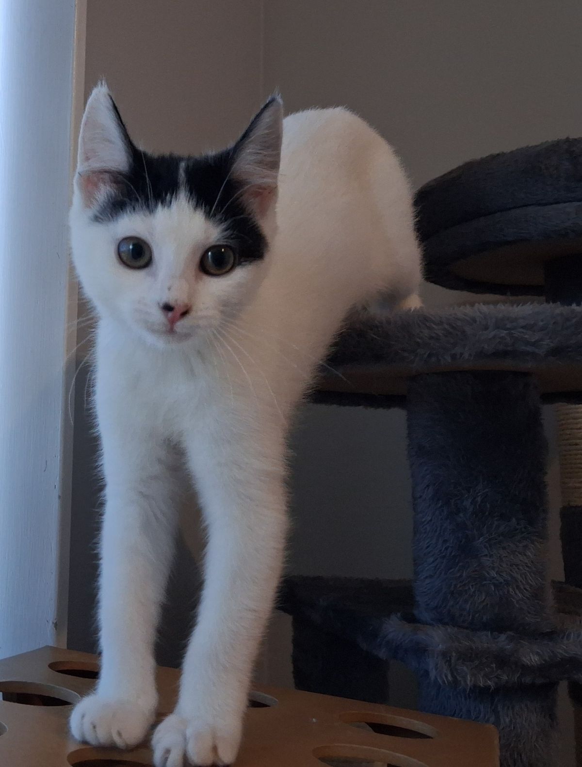 Gallery image: Nala