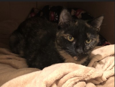 Serena - Domestic Short Hair