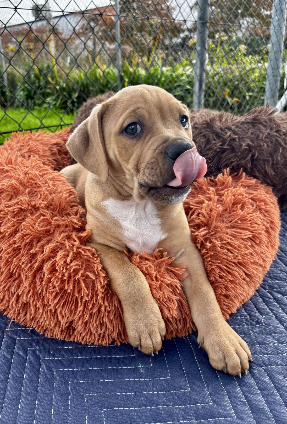 Gallery image: Vinnie