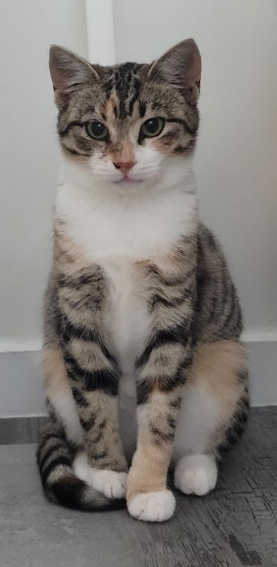 Pistachio