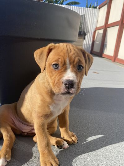 Rosie