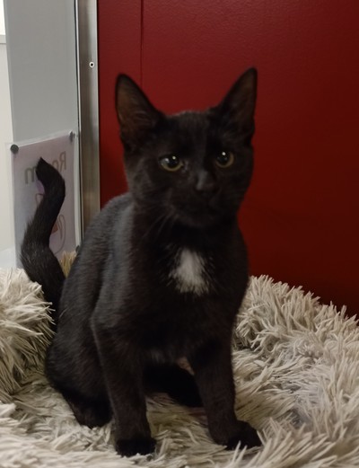Neteya - Domestic Short Hair