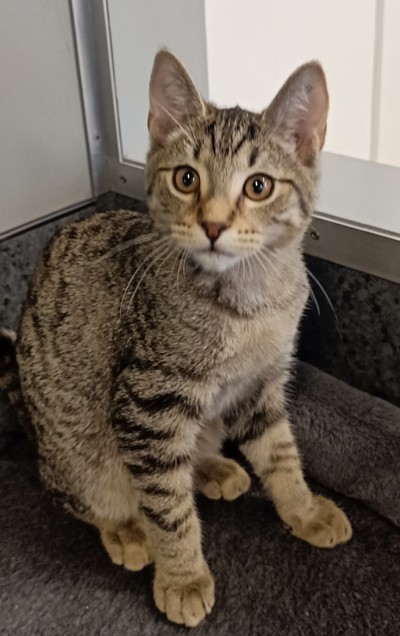 Mars - Domestic Short Hair